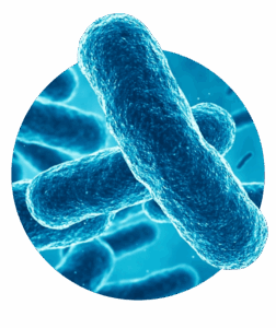 Vue microscopique de la bactérie Legionella pneumophila responsable de la légionellose