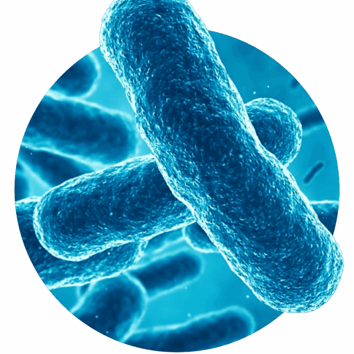 Vue microscopique de la bactérie Legionella pneumophila responsable de la légionellose