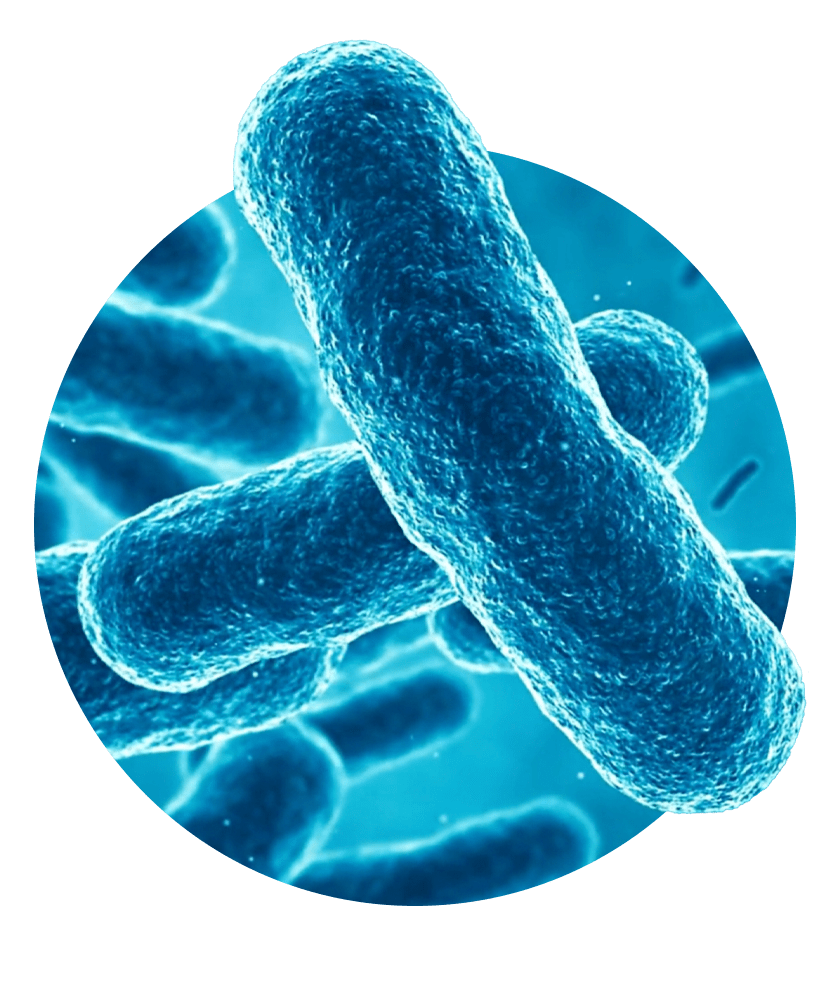 Vue microscopique de la bactérie Legionella pneumophila responsable de la légionellose